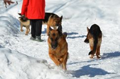 15-02-28chien062.jpg