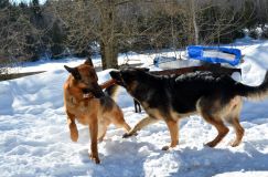 15-02-28chien077.jpg