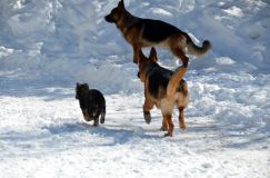 15-02-28chien119.jpg