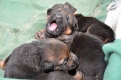 Nom du fichier=15-04-21h003.jpg
Taille du fichier=147Ko
Dimensions : 1200x795
Ajouté le : 21 Avril 2015 15-04-21h003.jpg