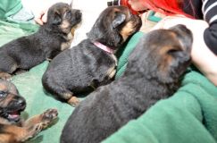 Nom du fichier=15-04-21h012.jpg
Taille du fichier=174Ko
Dimensions : 1200x795
Ajouté le : 21 Avril 2015 15-04-21h012.jpg