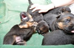Nom du fichier=15-04-21h013.jpg
Taille du fichier=189Ko
Dimensions : 1200x795
Ajouté le : 21 Avril 2015 15-04-21h013.jpg