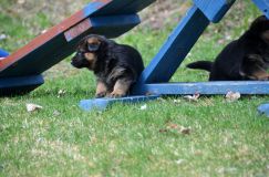 Nom du fichier=15-05-03h024.jpg
Taille du fichier=199Ko
Dimensions : 1200x795
Ajouté le : 03 Mai 2015 15-05-03h024.jpg