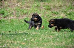 Nom du fichier=15-05-03h028.jpg
Taille du fichier=213Ko
Dimensions : 1200x795
Ajouté le : 03 Mai 2015 15-05-03h028.jpg