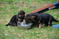 Nom du fichier=15-05-03h035.jpg
Taille du fichier=244Ko
Dimensions : 1200x795
Ajouté le : 03 Mai 2015 15-05-03h035.jpg