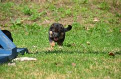 Nom du fichier=15-05-03h043.jpg
Taille du fichier=200Ko
Dimensions : 1200x795
Ajouté le : 03 Mai 2015 15-05-03h043.jpg