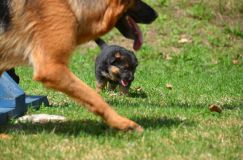 Nom du fichier=15-05-03h044.jpg
Taille du fichier=183Ko
Dimensions : 1200x795
Ajouté le : 03 Mai 2015 15-05-03h044.jpg