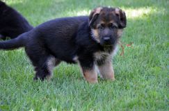 2012-08-31-chiotskenya036.jpg