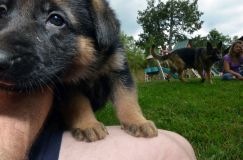 2012-08-31-chiotsroxy067.jpg
