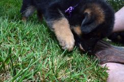 2012-08-31-chiotsroxy071.jpg