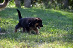 2012-09-03-chiotsroxy029.jpg