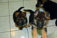 Nom du fichier=2012-09-07-chiots-kenya001.jpg
Taille du fichier=156Ko
Dimensions : 1200x795
Ajouté le : 07 Septembre 2012 2012-09-07-chiots-kenya001.jpg
