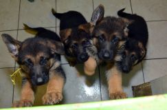 Nom du fichier=2012-09-07-chiots-kenya003.jpg
Taille du fichier=174Ko
Dimensions : 1200x795
Ajouté le : 07 Septembre 2012 2012-09-07-chiots-kenya003.jpg