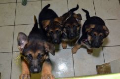 Nom du fichier=2012-09-07-chiots-kenya004.jpg
Taille du fichier=172Ko
Dimensions : 1200x795
Ajouté le : 07 Septembre 2012 2012-09-07-chiots-kenya004.jpg