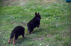 2012-09-10-chiots-kenya031.jpg