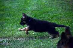 2012-09-10-chiots-kenya040.jpg