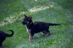 2012-09-10-chiots-kenya086.jpg