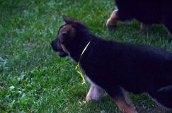 2012-09-10-chiots-kenya113.jpg