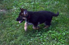 2012-09-10-chiots-kenya128.jpg