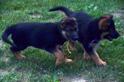 2012-09-10-chiots-kenya137.jpg