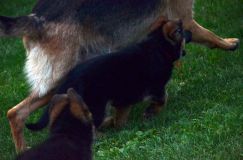 2012-09-10-chiots-kenya155.jpg