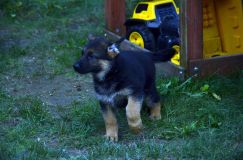 2012-09-10-chiots-kenya182.jpg