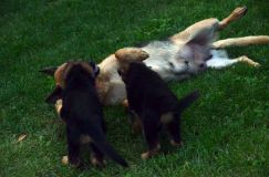 2012-09-10-chiots-kenya186.jpg