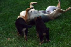 Nom du fichier=2012-09-10-chiots-kenya189.jpg
Taille du fichier=184Ko
Dimensions : 1200x795
Ajouté le : 10 Septembre 2012 2012-09-10-chiots-kenya189.jpg