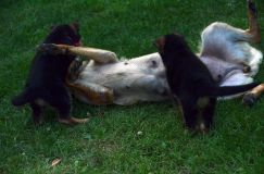 Nom du fichier=2012-09-10-chiots-kenya195.jpg
Taille du fichier=185Ko
Dimensions : 1200x795
Ajouté le : 10 Septembre 2012 2012-09-10-chiots-kenya195.jpg