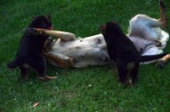 2012-09-10-chiots-kenya195.jpg