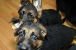 2012-09-10-chiots-kenya2009.jpg