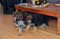 Nom du fichier=2012-09-10-chiots-kenya2018.jpg
Taille du fichier=175Ko
Dimensions : 1200x795
Ajouté le : 10 Septembre 2012 2012-09-10-chiots-kenya2018.jpg