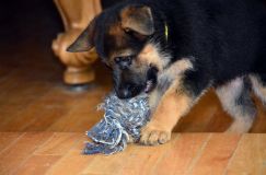 2012-09-10-chiots-kenya2033.jpg