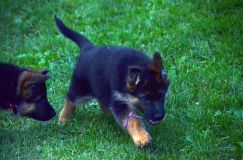 2012-09-10-chiots-kenya230.jpg