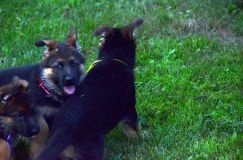 2012-09-10-chiots-kenya234.jpg