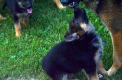 2012-09-10-chiots-kenya239.jpg