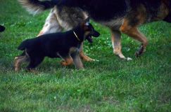 2012-09-10-chiots-kenya246.jpg