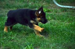 2012-09-10-chiots-kenya302.jpg