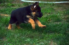 2012-09-10-chiots-kenya303.jpg