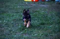 2012-09-10-chiots-kenya320.jpg