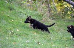 2012-09-14-chiots-roxy047.jpg
