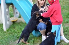 2012-09-14-chiots-roxy063.jpg