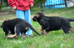 Nom du fichier=2012-09-14-chiots-roxy119.jpg
Taille du fichier=182Ko
Dimensions : 1200x795
Ajouté le : 15 Septembre 2012 2012-09-14-chiots-roxy119.jpg