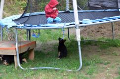 Nom du fichier=2012-09-14-chiots-roxy131.jpg
Taille du fichier=264Ko
Dimensions : 1200x795
Ajouté le : 15 Septembre 2012 2012-09-14-chiots-roxy131.jpg