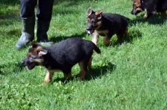 2012-09-16-chiots-kenya002.jpg