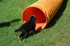 2012-09-16-chiots-kenya005.jpg