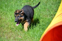 2012-09-16-chiots-kenya007.jpg