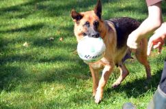 2012-09-16-chiots-kenya009.jpg