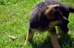 2012-09-16-chiots-kenya011.jpg