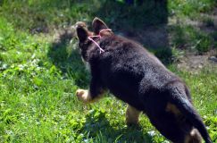 2012-09-16-chiots-kenya012.jpg